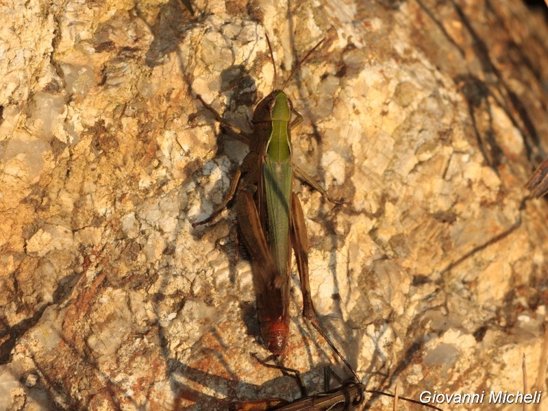 Acrididae:  cfr. Omocestus rufipes rufipes, femmina
